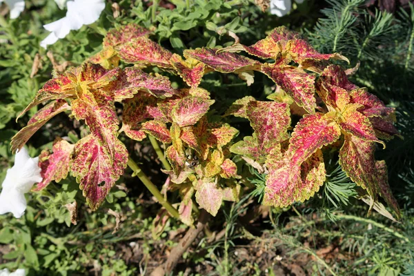 Close Van Heldere Bladeren Van Planten — Stockfoto