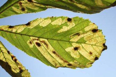 Hasarlı yeşil yaprakların kapatılması