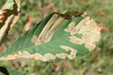 Hasarlı yeşil yaprakların kapatılması