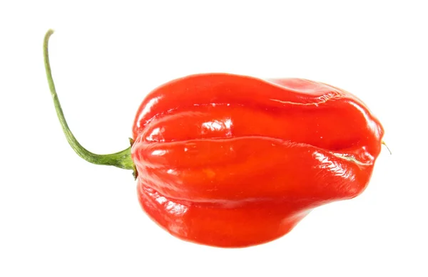 Red Habanero Lada Diisolasi Pada Latar Belakang Putih — Stok Foto