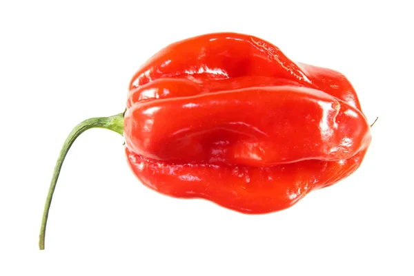 Red Habanero Lada Diisolasi Pada Latar Belakang Putih — Stok Foto