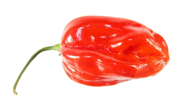 Red Habanero Lada Diisolasi Pada Latar Belakang Putih — Stok Foto