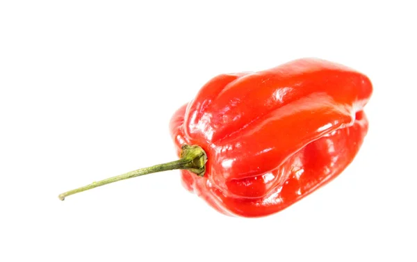 Red Habanero Lada Diisolasi Pada Latar Belakang Putih — Stok Foto