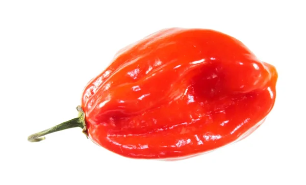 Κόκκινο Habanero Πιπέρι Απομονώνονται Λευκό Φόντο — Φωτογραφία Αρχείου