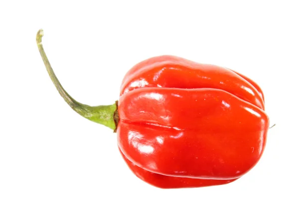 Red Habanero Lada Diisolasi Pada Latar Belakang Putih — Stok Foto