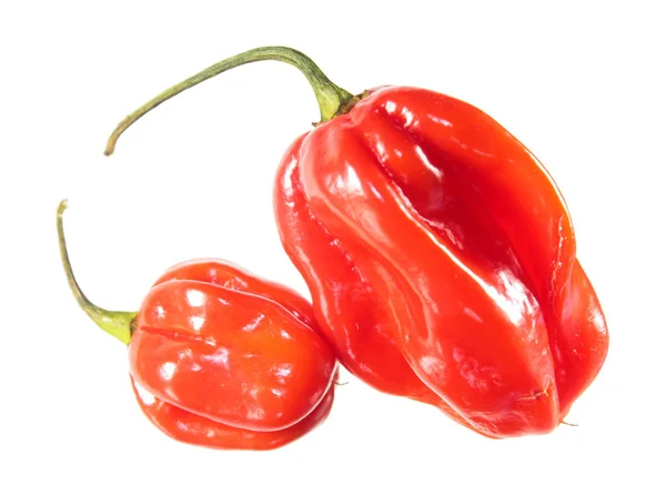 Pimentos Habaneros Vermelhos Isolados Sobre Fundo Branco — Fotografia de Stock