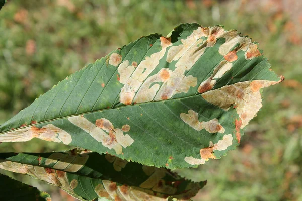 Закрыть Поврежденные Зеленые Листья — стоковое фото