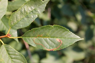 Ascomycete mantar ile yeşil yaprakların yakın 
