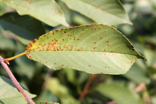 Mancha Hoja Cereza Causada Por Hongo Ascomiceto Blumeriella Jaapii Anteriormente — Foto de Stock