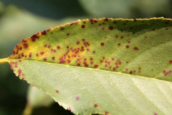 Cherry Leaf Spot Caused Ascomycete Fungus Blumeriella Jaapii Formerly Known — Stock Photo, Image