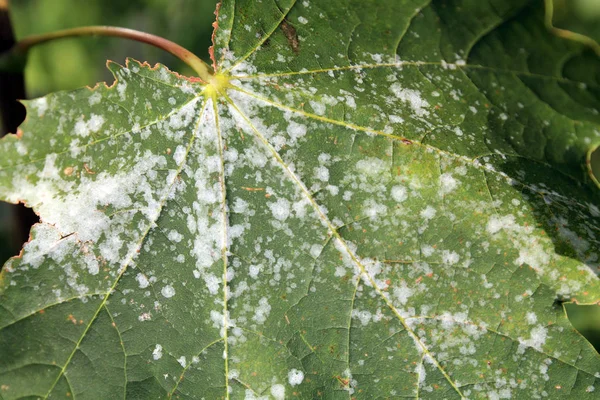 Powdery Mildew Norway Maple Maple Tree Fungal Disease — Stock Photo, Image