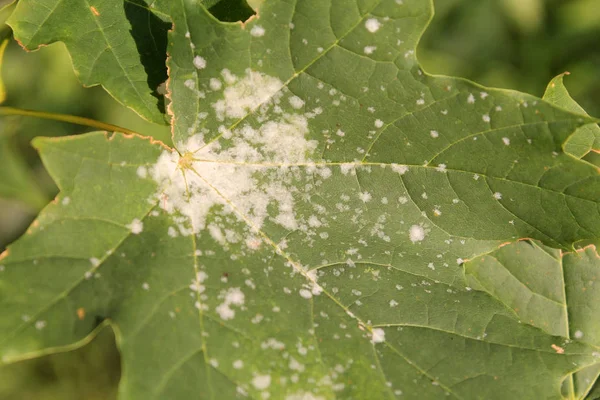 Powdery Mildew Norway Maple Maple Tree Fungal Disease — Stock Photo, Image