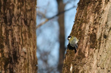 Kışın, Beyaz Rusya yiyecek bulmak ağaç gövdesi üzerinde büyük baştankara (Parus major)