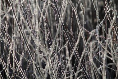 Kışın, Beyaz Rusya hoarfrost ile kaplı dalları