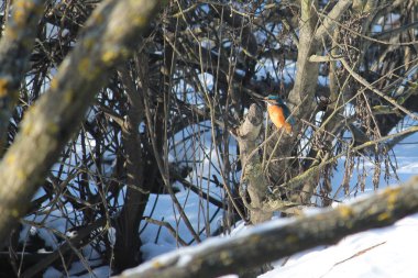 Ortak kingfisher veya şube kışın, Beyaz Rusya oturan Alcedo şuna