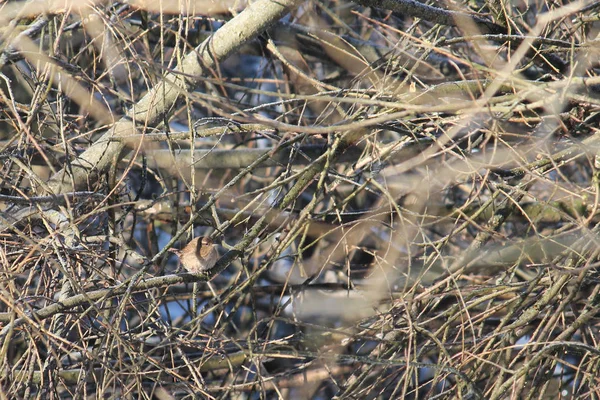 Kışın Beyaz Rusya Dalda Oturan Avrasya Çit Kuşu Troglodytes Troglodytes — Stok fotoğraf