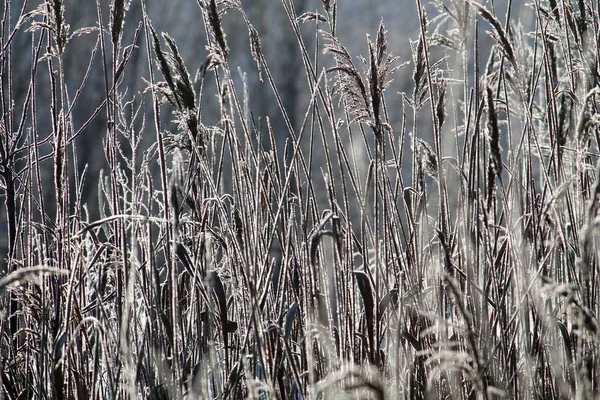 Reed Pokryte Szron Zimą Białoruś — Zdjęcie stockowe
