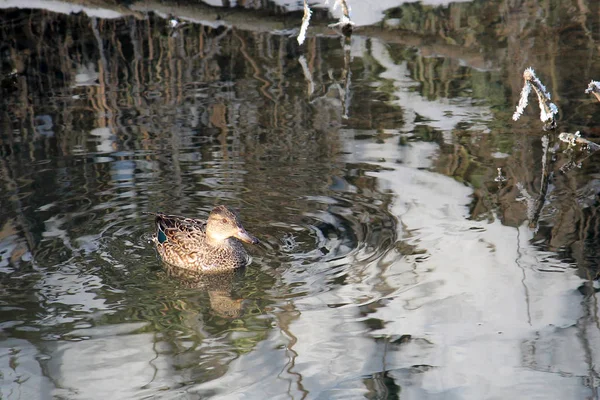 Sarcelle Eurasienne Femelle Anas Crecca Flottant Sur Rivière Hiver Biélorussie — Photo