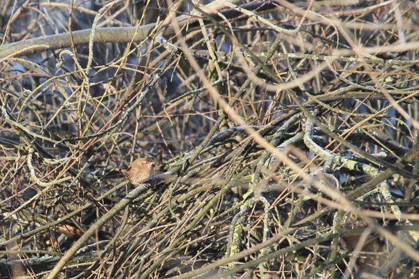 Kışın Beyaz Rusya Dalda Oturan Avrasya Çit Kuşu Troglodytes Troglodytes — Stok fotoğraf