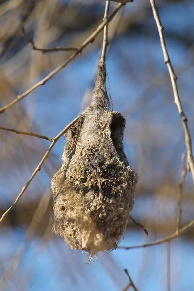 Viejo Nido Teta Pendulina Eurasiática Remiz Pendulinus Árbol Invierno Bielorrusia — Foto de Stock