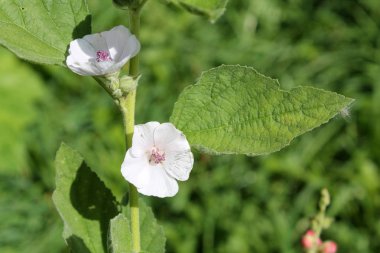 Çiçekli Althaea officinalis veya beyaz çiçekler ve yeşil yaprakları ile ortak hatmi bitki