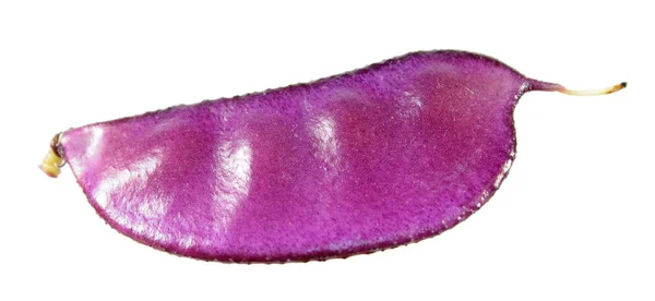 フジマメ属液体やフジマメ白い背景で隔離の紫の実 — ストック写真