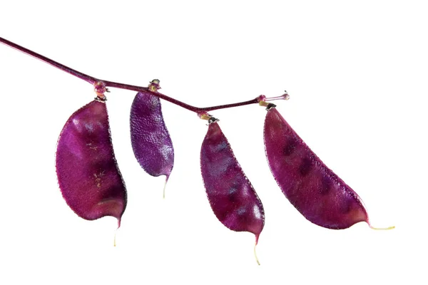 Frutos Morados Lablab Purpureus Haba Jacinto Aislados Sobre Fondo Blanco —  Fotos de Stock