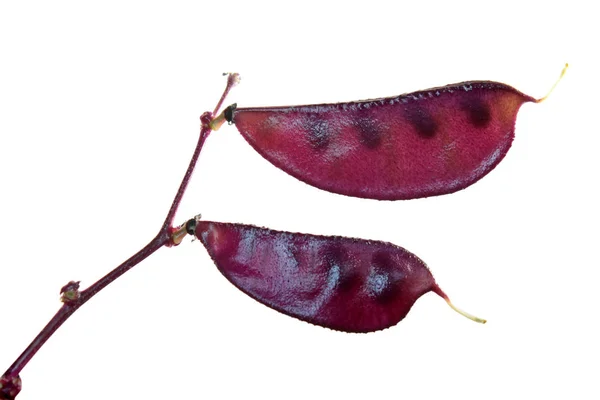 Purple Fruits Lablab Purpureus Hyacinth Bean Isolated White Background — Stock Photo, Image