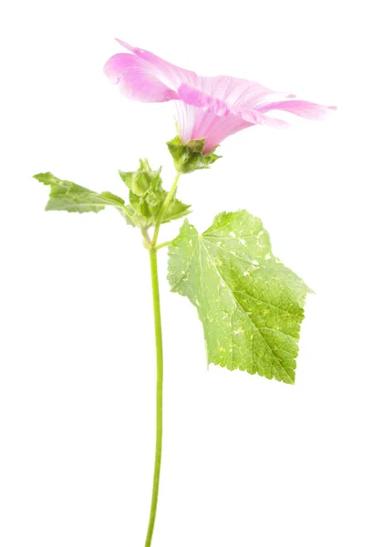 Розовый Цветок Lavatera Trimestris Годовая Малина Зелеными Листьями Выделенными Белом — стоковое фото