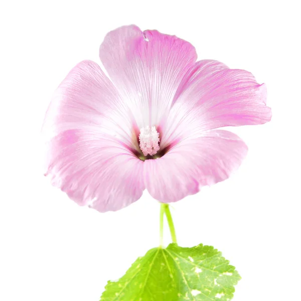 Flor Rosa Lavatera Trimestris Malva Anual Isolada Sobre Fundo Branco — Fotografia de Stock