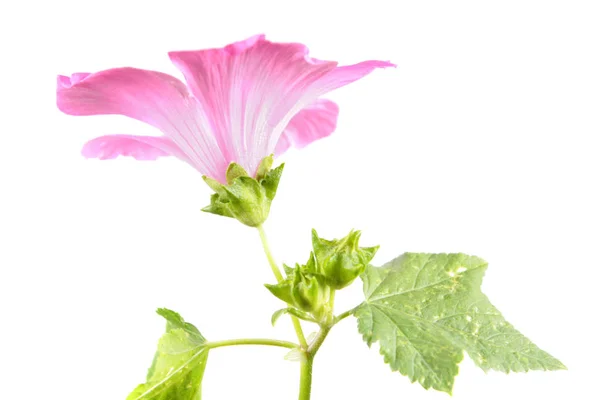 Flor Rosa Lavatera Trimestris Malva Anual Com Folhas Verdes Isoladas — Fotografia de Stock