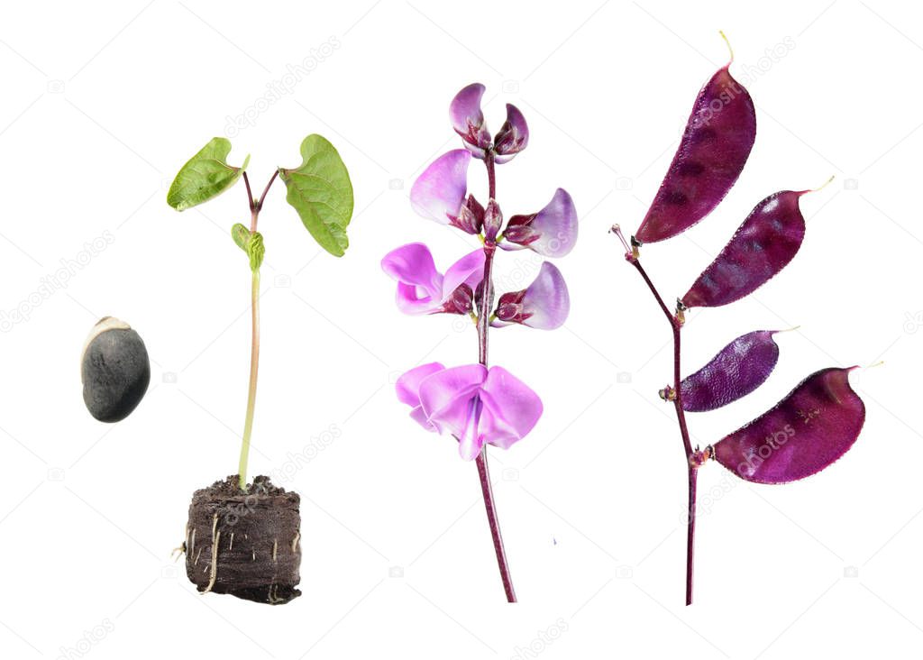 Life cycle of hyacinth bean plant isolated on white background. Growth stages of plant from seed to flowers and fruits