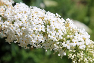 Buddleia davidii veya kelebek-bush bahçe beyaz çiçekler