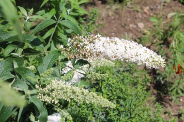 Buddleia davidii veya kelebek-bush ile beyaz çiçekler. Çiçekli bitki bahçesinde