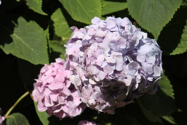 アジサイや庭のオルテンシアのピンクの花 — ストック写真