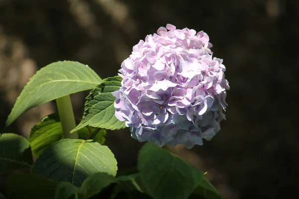 Pink flower of Hydrangea or hortensia in garden