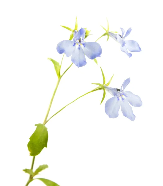 在白色背景上被隔绝的小叶的蓝色花或边缘小叶 — 图库照片