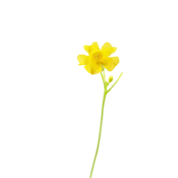 Желтый Мужской Цветок Melothria Scabra Мексиканский Миниатюрный Арбуз Изолирован Белом — стоковое фото