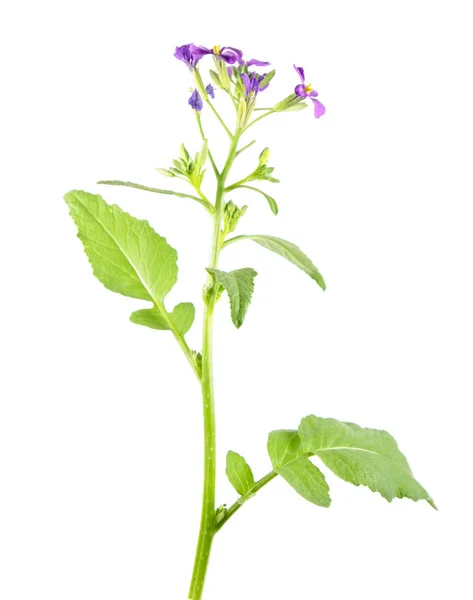 Flowering Radish Raphanus Sativus Plant Purple Flowers Green Leaves Isolated — Stock Photo, Image