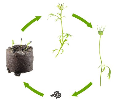 Yaşam döngüsünün Nigella sativa veya izole beyaz arka plan üzerinde siyah kimyon. Çiçek ve meyve tohumdan bitkinin büyüme aşamaları