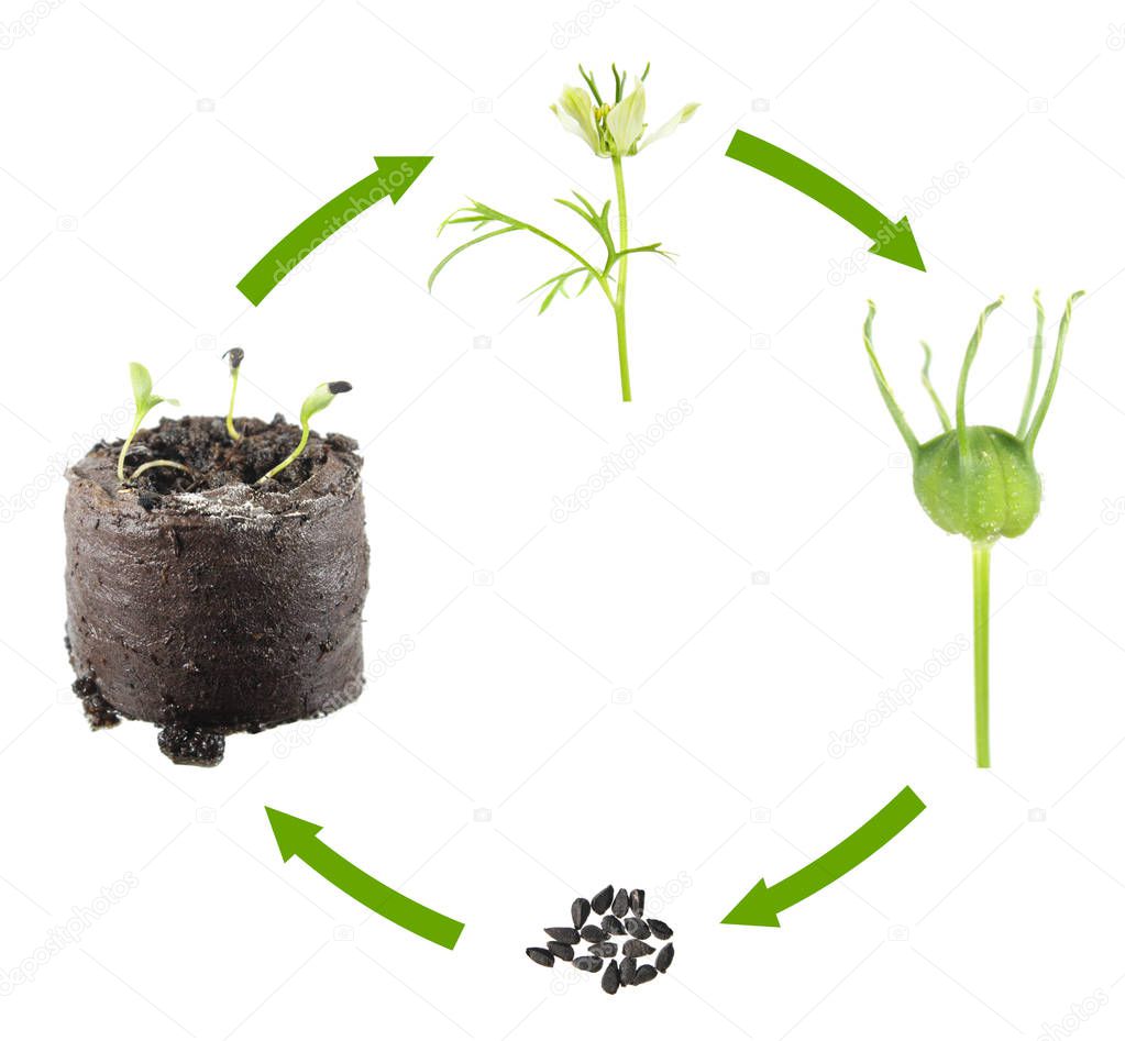 Life cycle of Nigella sativa or Black caraway isolated on white background. Growth stages of plant from seed to flower and fruit