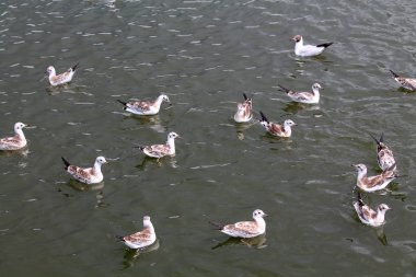 Grup Karabaş Martı veya Chroicocephalus ridibundus (eşanlamlı Larus ridibundus) Juvenil tüyleri, Beyaz Rusya