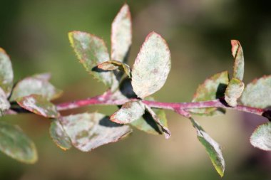 Külleme kızamık (Berberis vulgaris yeşil yaprakların üzerinde Erysiphe berberidis kaynaklanan küf)