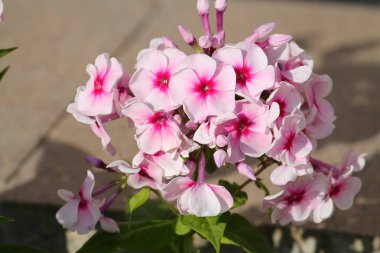Phlox paniculata veya uzun ömürlü bahçe phlox pembe çiçekler