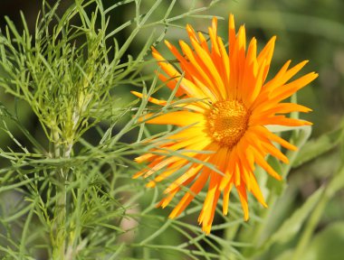 Calendula officinalis veya bahçede pot kadife çiçeği, portakal çiçeği. Ray yaprakları ile güçlendirilmiş