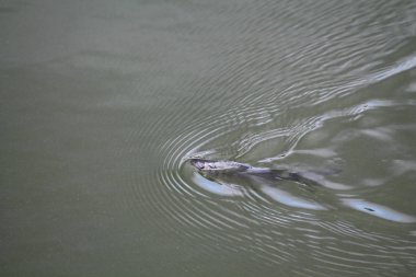 Ligula intestinalis ile enfekte çipura (Abramis brama)