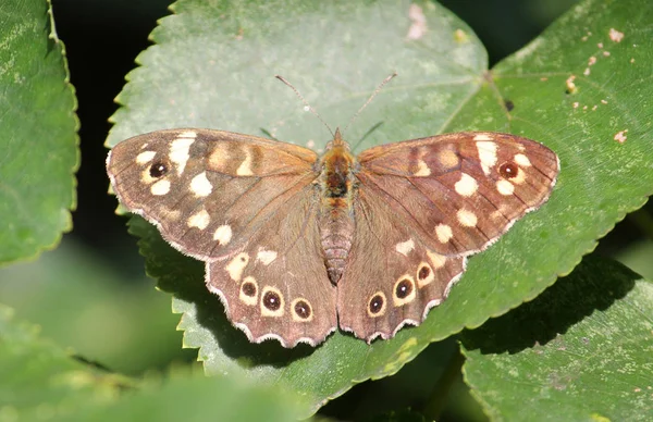 Borboleta Madeira Manchada Aegeria Pararge Folha Verde — Fotografia de Stock