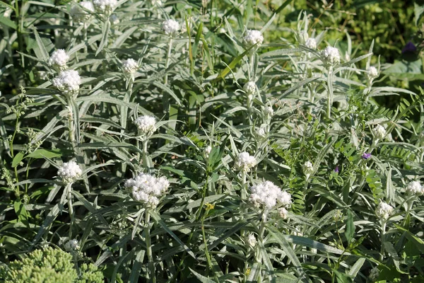 Blommande Västra Pearly Everlasting Eller Leucospilapteryx Margaritacea Trädgården Allmänna Uppfattningen — Stockfoto