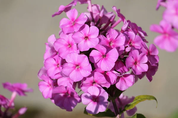 フロックス シュッコンカスミソウまたは多年生庭の芝桜のピンクの花 — ストック写真