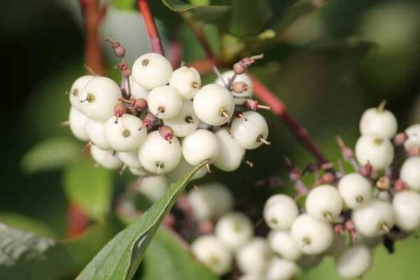 Bayas Blancas Cornus Alba Cornejo Siberiano Jardín —  Fotos de Stock